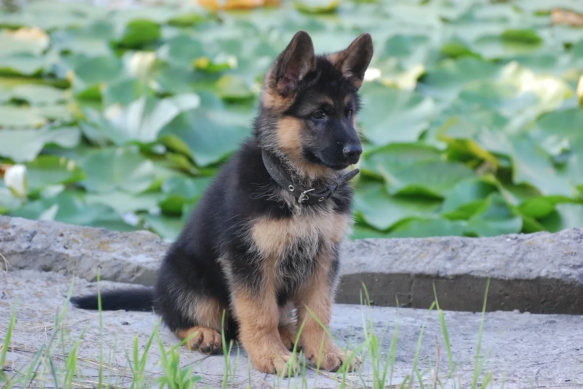 puppy2